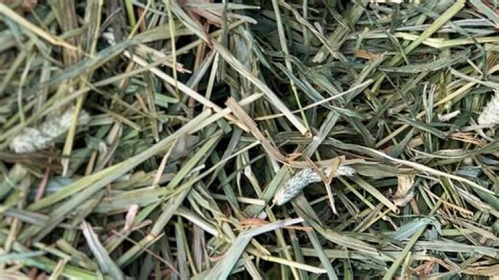 Is prairie grass hay good for horses?