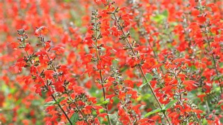 Is Red Sage edible?