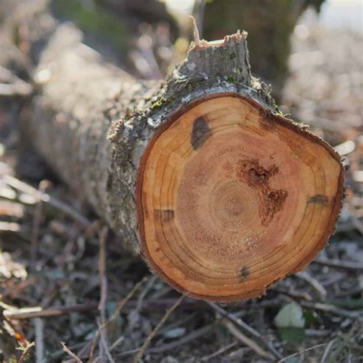 Is sapwood a living?