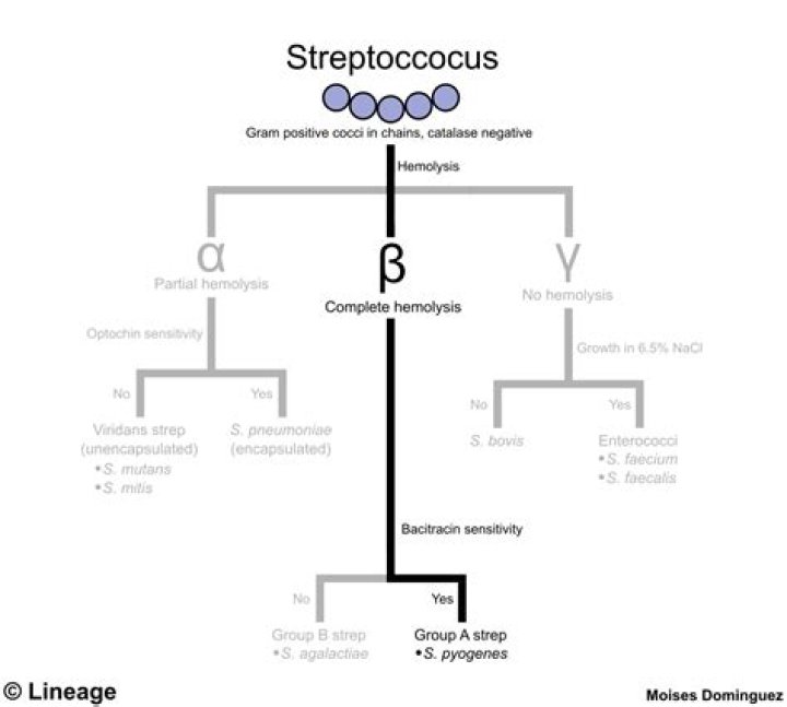 Is Strep pyogenes PYR positive?