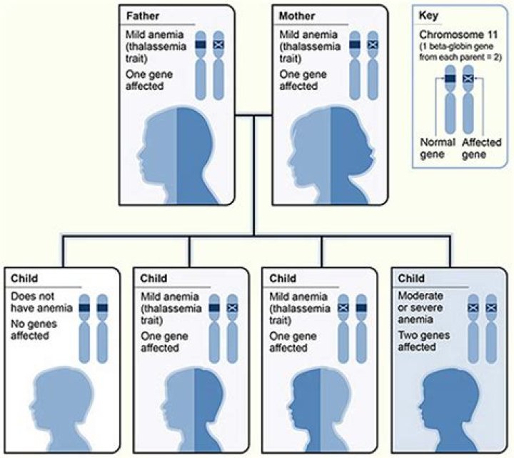 Is thalassemia a dominant or recessive gene?