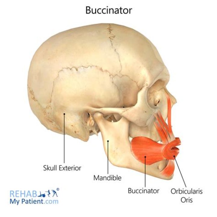 Is the Buccinator a muscle of mastication?