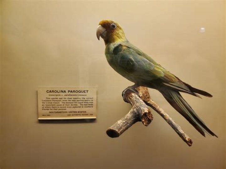 Is the Carolina parakeet really extinct?