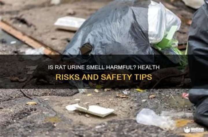 Is the smell of rat urine harmful?