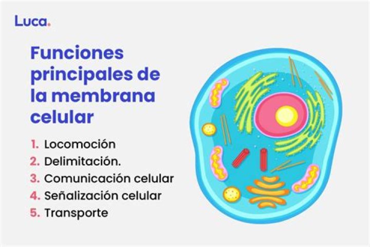 ¿Qué es el celular resumen?