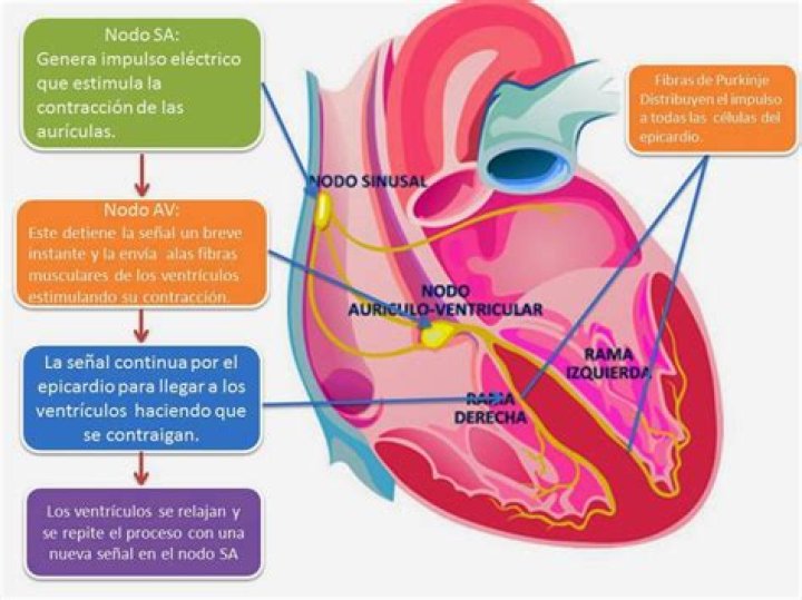¿Qué es el sistema de conducción del corazón?
