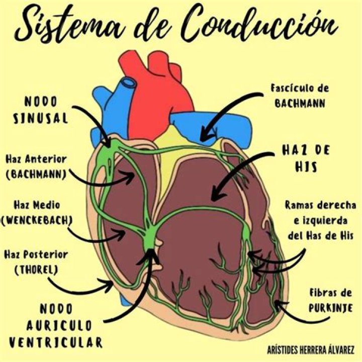 ¿Qué es el sistema de conducción?