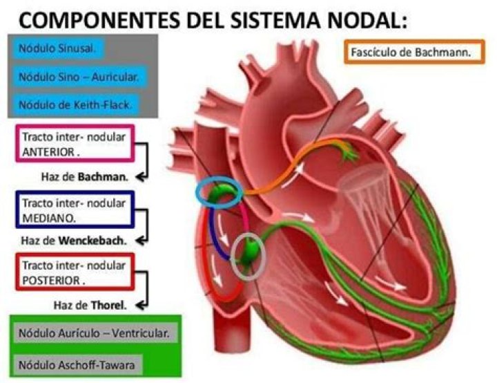 ¿Qué es un sistema nodal?