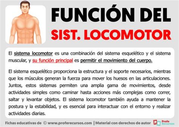 ¿Qué función cumple el sistema de conducción?