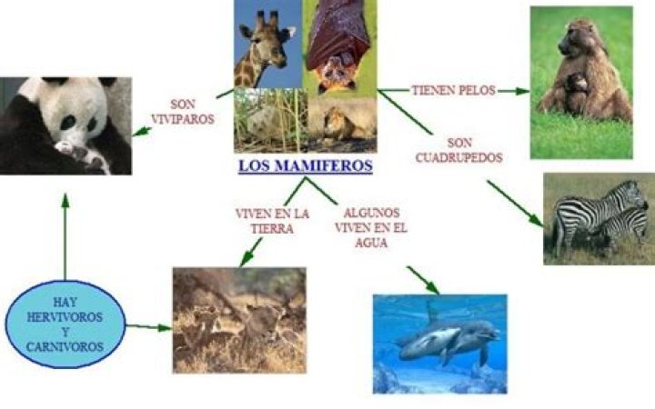 ¿Qué tipo de animales estudia la zoologia?