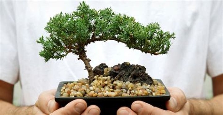 Should I keep my bonsai tree inside or outside?