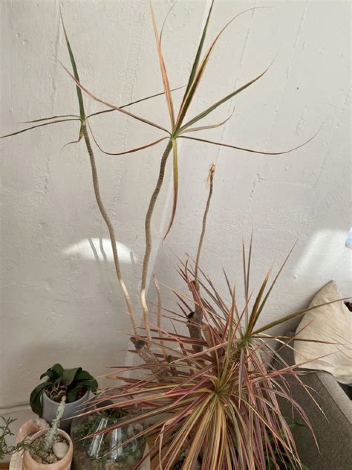 What's wrong with my dracaena?