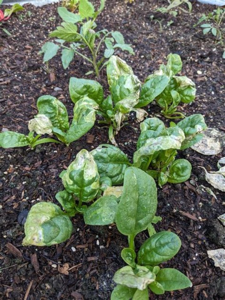 What's wrong with my spinach plants?