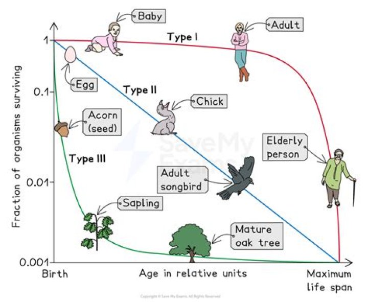 What animals have a Type 2 survivorship curve?