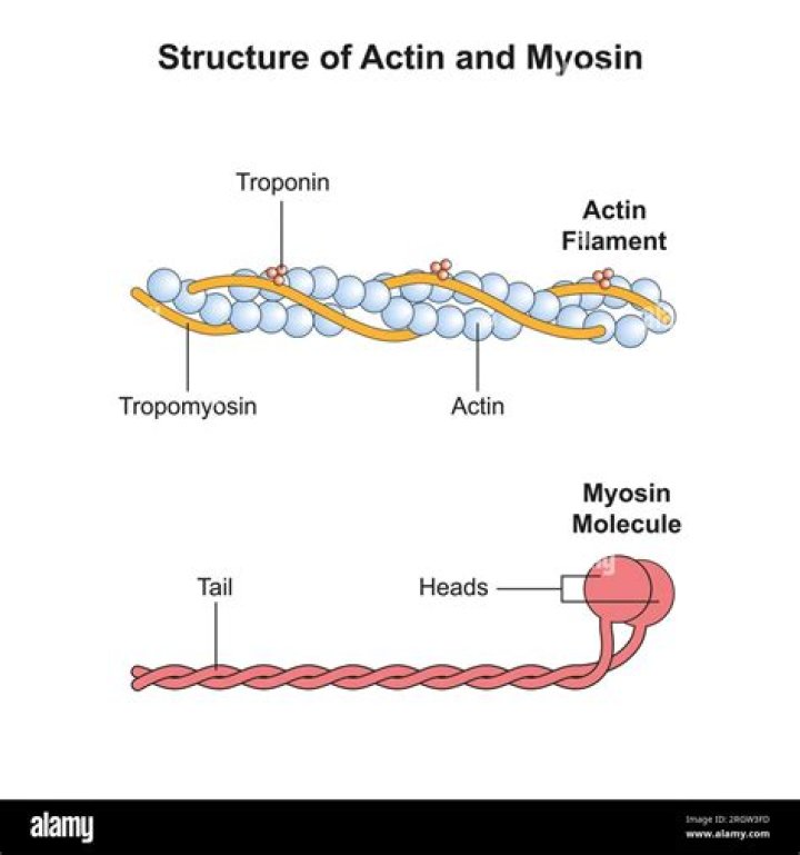 What are actin and myosin filaments?