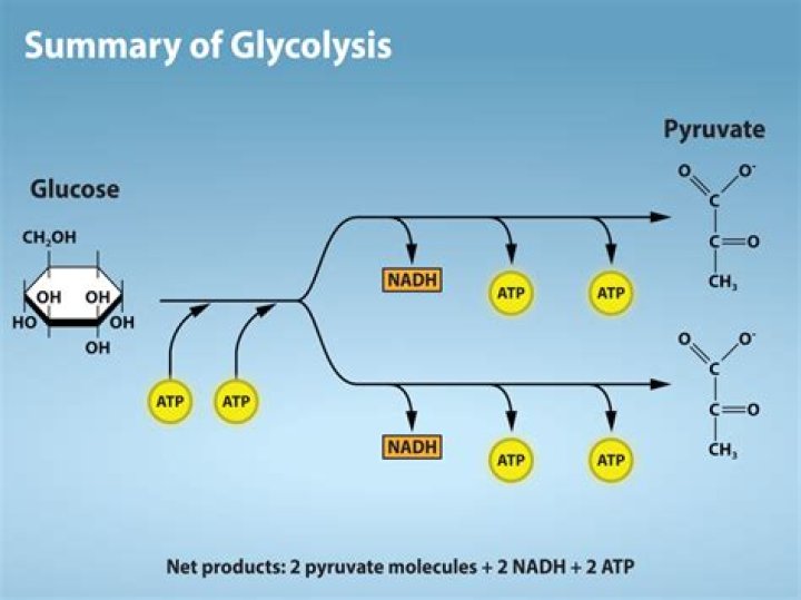 What are all the products of glycolysis?