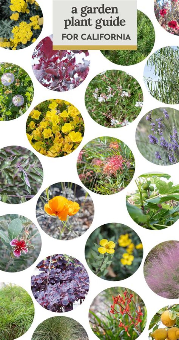What are California native plants?