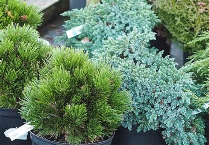 What are dwarf conifers?