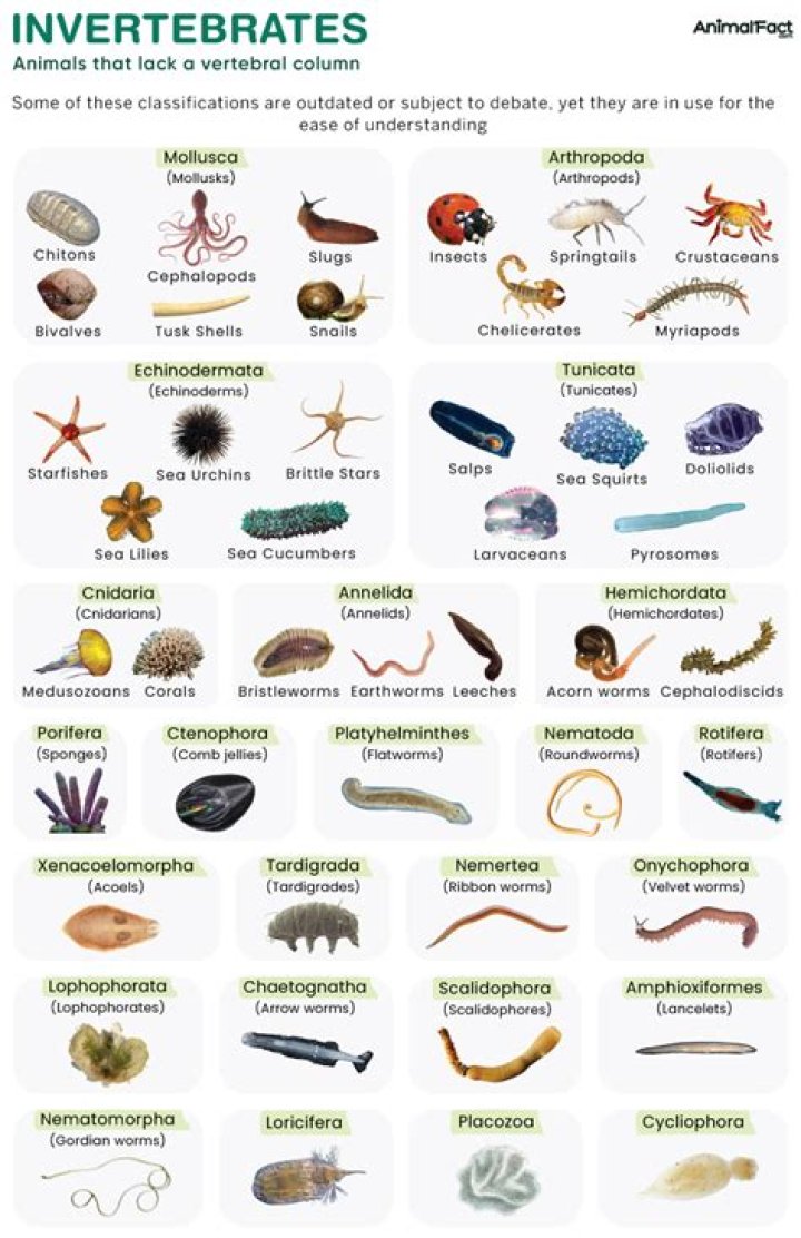 What are higher invertebrates?