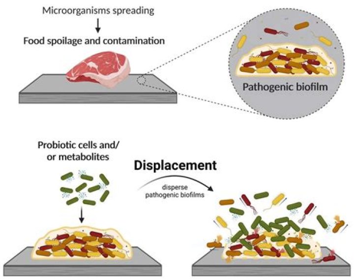 What are microorganisms in food?