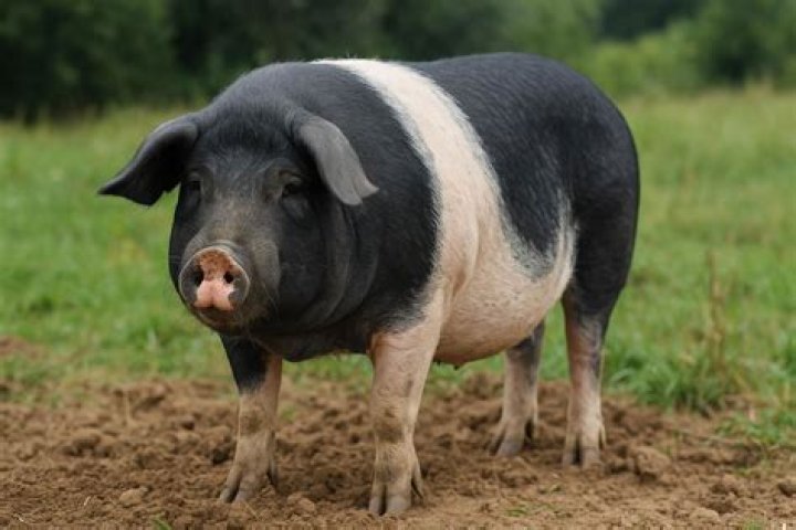 What are Poland China pigs used for?