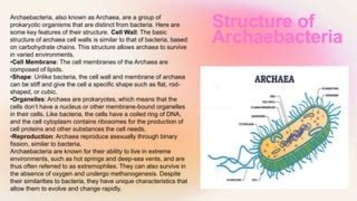 What are the basic characteristics of archaebacteria?