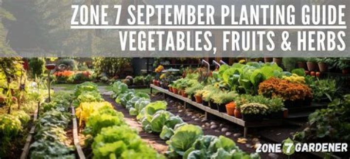 What are the best plants to plant in September?