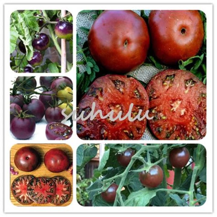 What are the best tomato seeds?