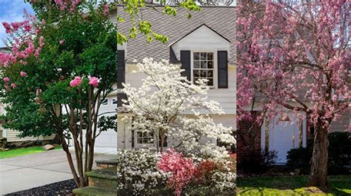 What are the best trees to plant in your yard?