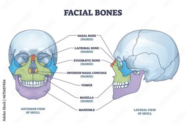 What are the bones of the facial skeleton?