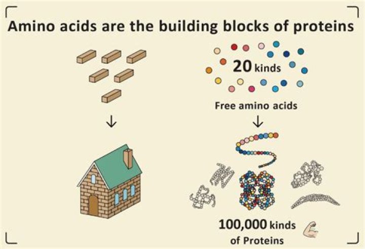 What are the building blocks that make up protein?