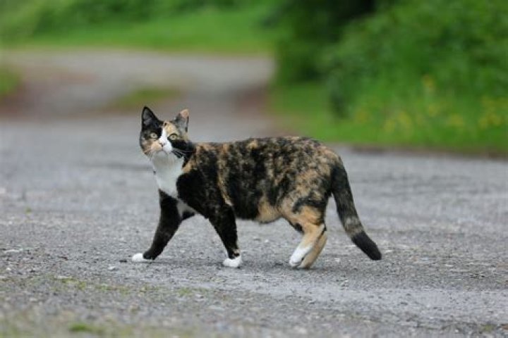 What are the characteristics of a tortoiseshell cat?
