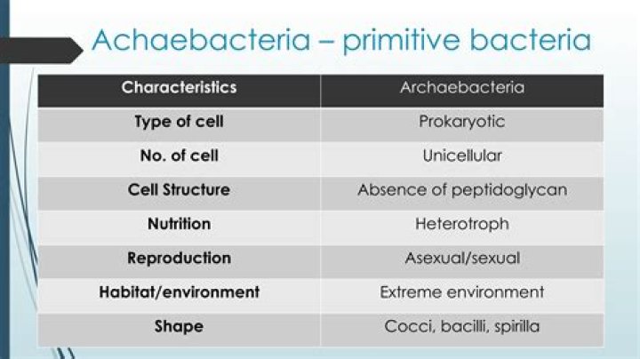 What are the characteristics of archaebacteria and eubacteria?