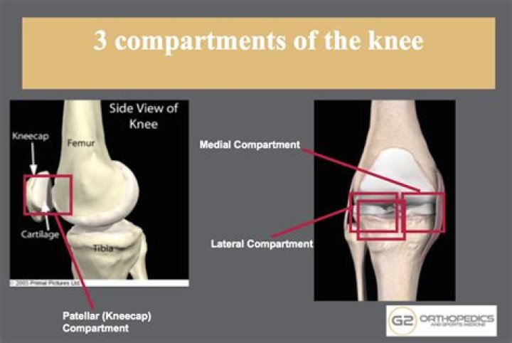 What are the compartments of the knee?