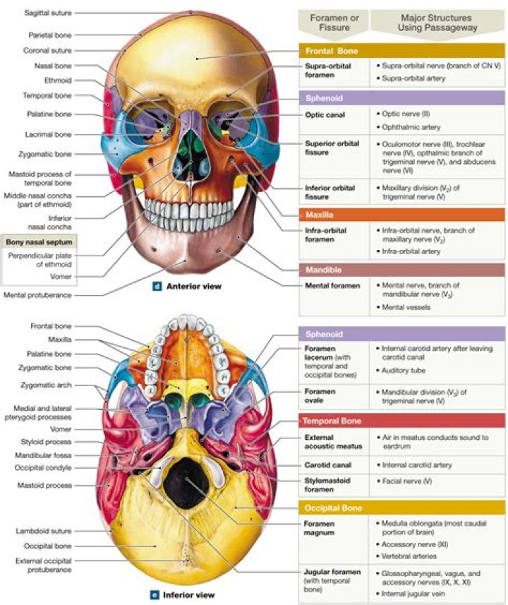 What are the functions of the cranial and facial bones?