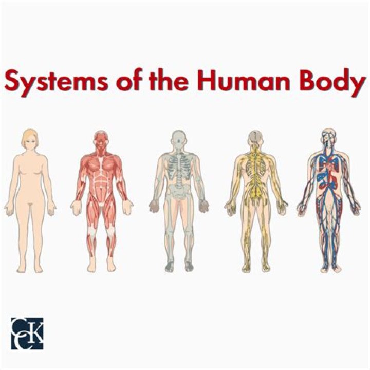 What are the main functions of the body systems?