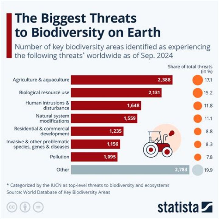 What are the main threats to the hummingbird?