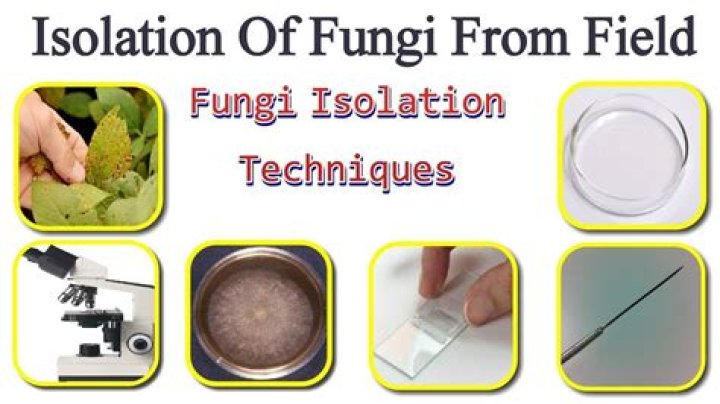 What are the methods of isolation?