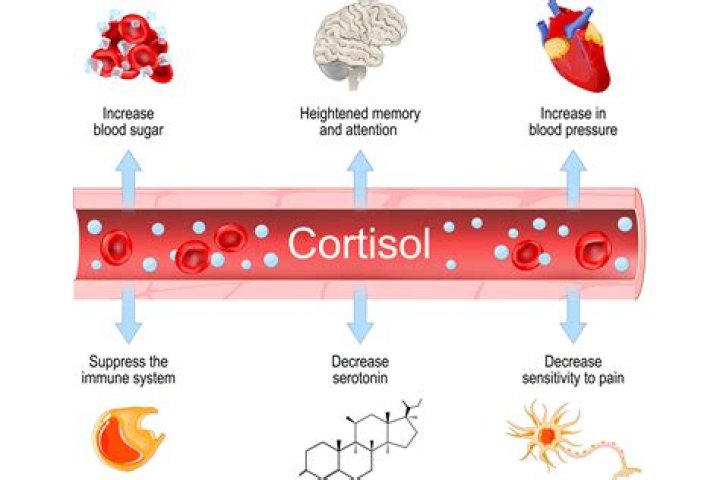 What are the physiological effects of cortisol?