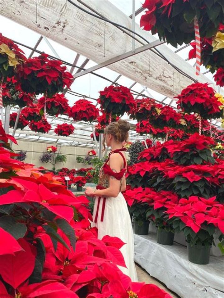 What are the red Christmas flowers?