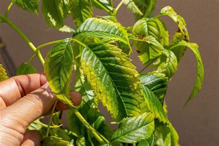 What are the symptoms of potassium deficiency in plants?