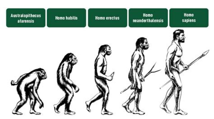 What are the three major phases of human evolution?