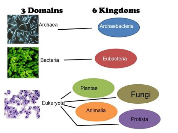 What are the two bacterial domains?
