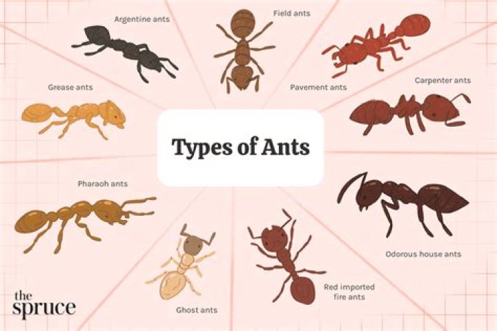 What are the two types of ants?