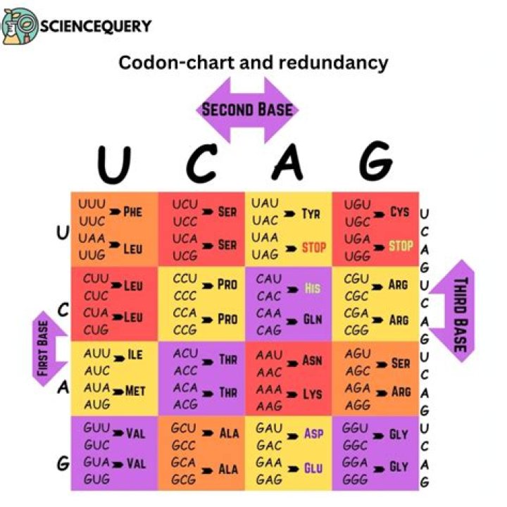 What are true codons?