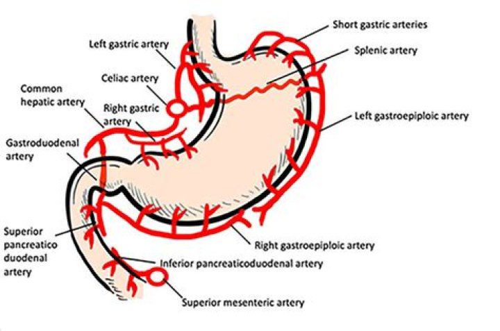 What artery supplies the lesser curvature of the stomach?