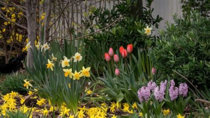 What bulbs can be planted in March?
