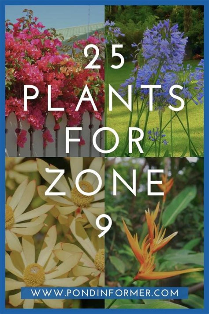 What can I grow in Zone 9?