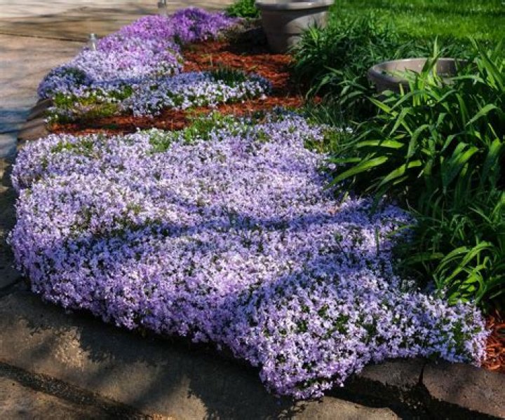 What can I plant next to phlox?