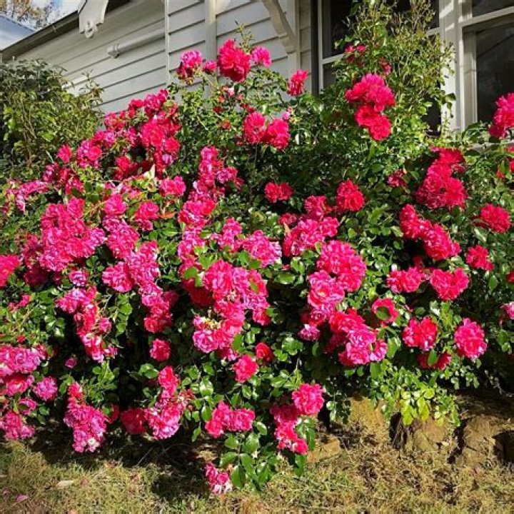What can I plant with carpet roses?